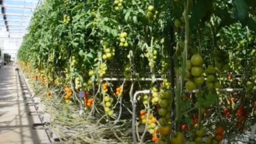 Managing Key Nutrients in Greenhouse Tomato Production