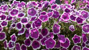 Consumer and Industry Favorites From the University of Georgia 2023 Open House