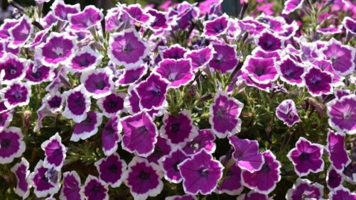 Plan Your 2024 Production With New Guide From Four Star Greenhouse