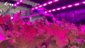 New Grower/Tech Company Three-Way Partnership Aims to Significantly Scale Vertical Farming