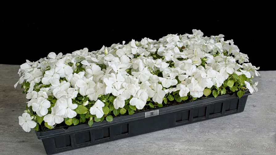 How RFID Eases the Burden on the Greenhouse Workforce and Budget