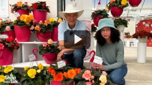 Begonia Series at California Spring Trials Has Limitless Opportunities (Video)
