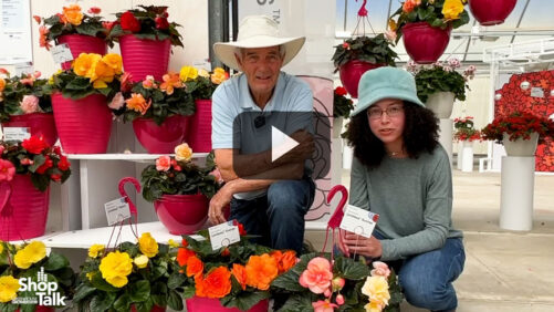 Begonia Series at California Spring Trials Has Limitless Opportunities (Video)