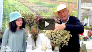 Wax Flowers Take Center Stage at Nir Nursery (Video)