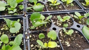Why Ammonium Toxicity Can Cause Chlorosis in Pansies
