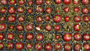 Cultivar Selection Is Key to Radish Production