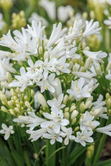 Agapanthus 'Bridal Veil'
