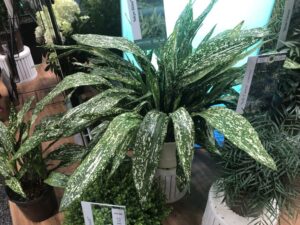 Aspidistra elatior ‘Tokyo Skies’ (Plant Development Services Inc – PDSI)