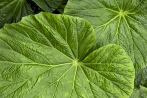 Begonia 'Tectonic Caldera'