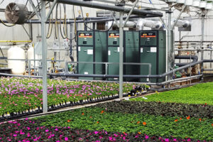 Greenhouse Growers Seek Higher Efficiency in Boilers