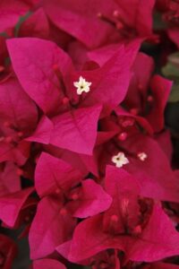 Bougainvillea 'Burgundy Queen'