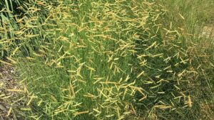 Grow Water-Wise Plants Without Compromising Quality