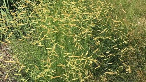 Grow Water-Wise Plants Without Compromising Quality