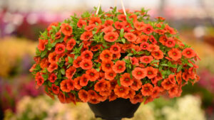 Danziger New 2024 Calibrachoa COLIBRI™ TANGERINE