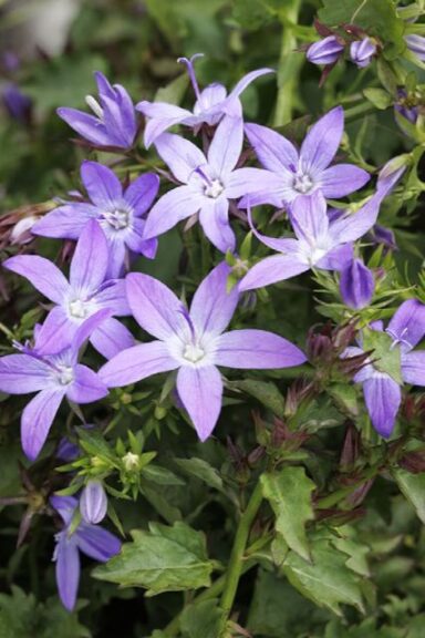 Campanula 'Arctic Falls'