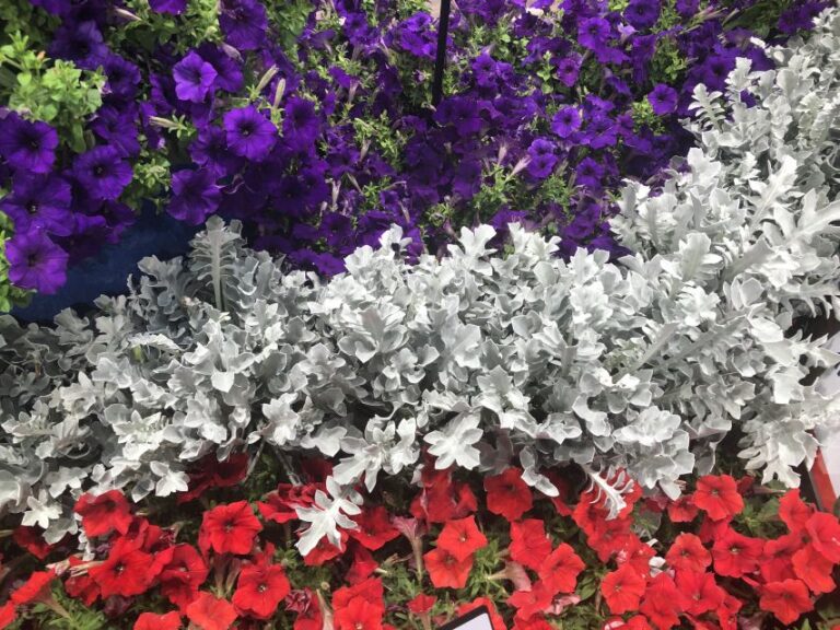 Centaurea ragusina ‘Silver Swirl’ (Darwin Perennials)