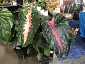 Colocasia ‘Redemption’ (Green Trade Horticulture, LLC/Plants Nouveau)