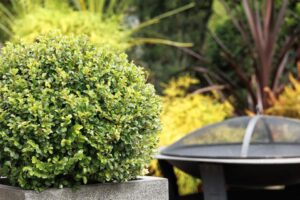 Cotoneaster 'Shear Genius'