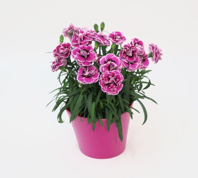 Potted Dianthus Capitán Series (Selecta One North America)