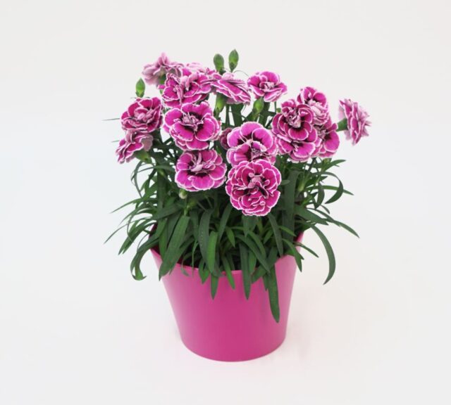2023 Readers’ Choice Award Winner: Potted Dianthus Capitán Series (Selecta One North America)