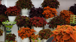 Eason Horticultural Resources ID’s Plant Favorites in New Guide