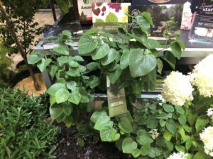 Garden Gems Amethyst Redbud (Star Roses and Plants)