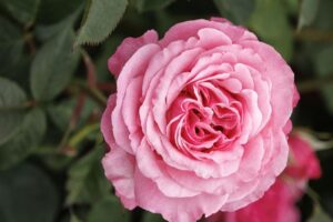 'Heavenly Ascent' Climbing Rose
