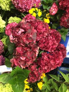 Hydrangea mac. ‘Cherry-Go-Round’ (Bloomin’ Easy/Plants Nouveau)