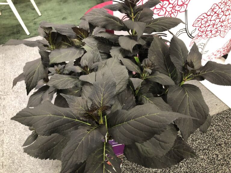 Hydrangea ‘Eclipse’ (Bailey Nurseries – First Editions)