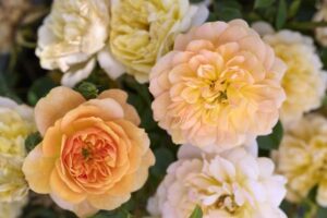 'Itsy Bitsy Peach' Miniature Rose