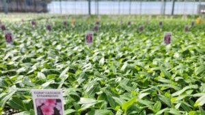 Jiffy Group Recognized for Environmental Commitment in Responsibly Managing Peatlands