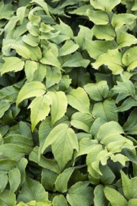 'Jurassic Stegosaurus Holly Fern'