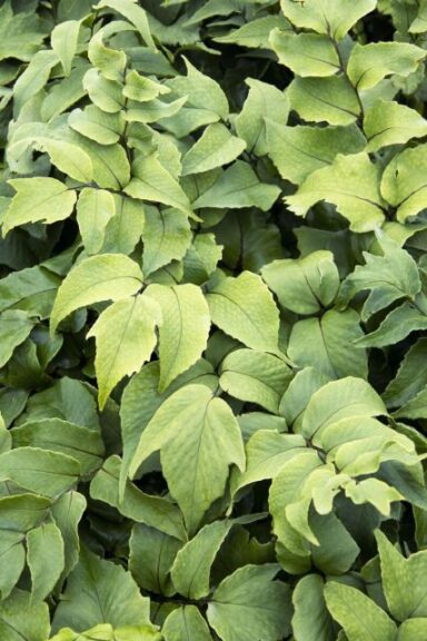 'Jurassic Stegosaurus Holly Fern'