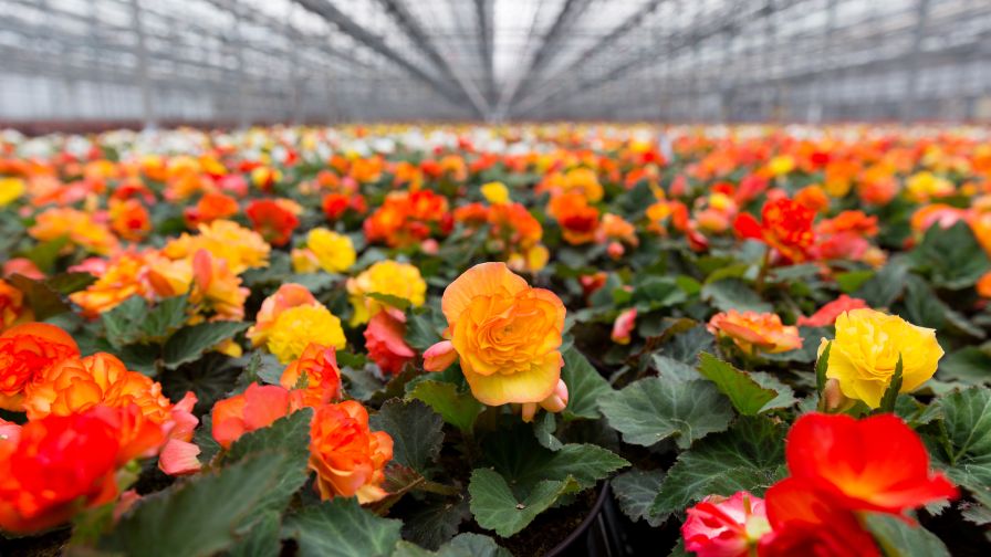 Stress Management Techniques for Begonias in the Greenhouse