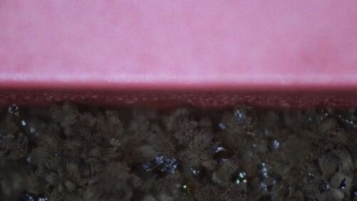 A New Strategy for Preventing Mold Development on Greenhouse Plastics