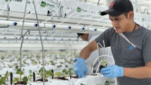 Nature Fresh Farms Introduces the First Organic Greenhouse Strawberry