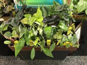 New ‘Gen Z’ 2-inch Tropical Assortments (Biostock Tropicals)