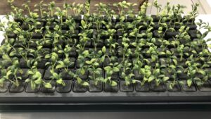 AmericanHort Plug & Cutting 2024 Conference to Open in Orlando