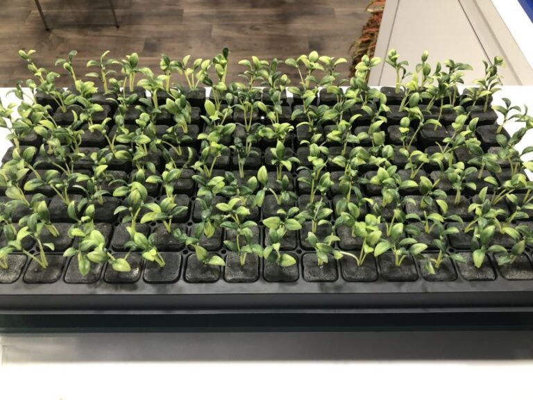 POPagation Station Plug Popper (TO Plastics)