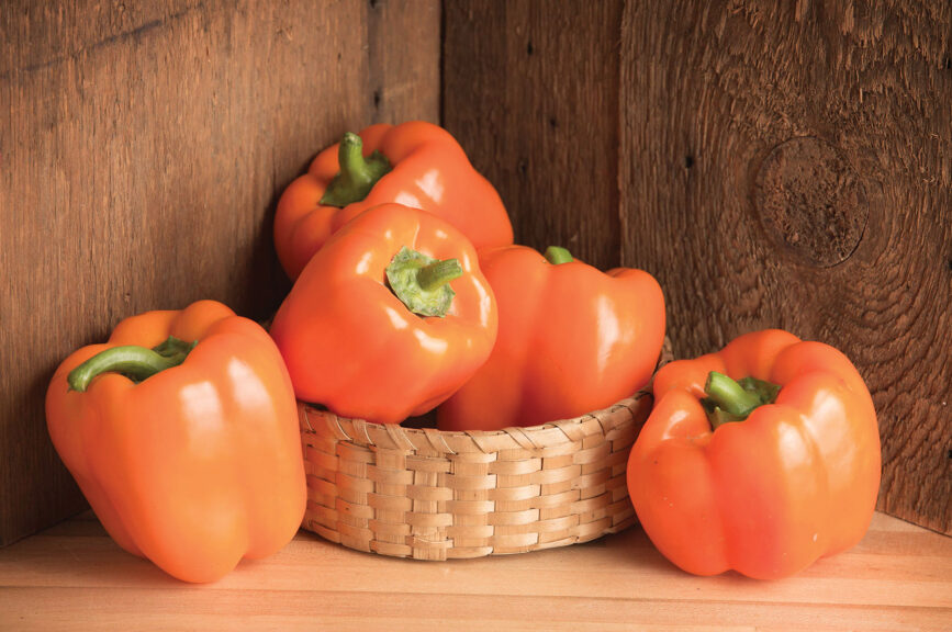 Pepper 'Melina' (Johnny's Selected Seeds)