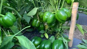 Greenhouse Pepper Update: New Varieties, Proven Production Tips