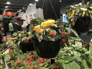 Peppers From Heaven – Red Sweet Peppers (Ball Seed)