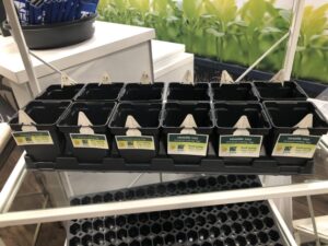 Pint Square Pot and Carry Tray Brandable Growing System (TO Plastics)