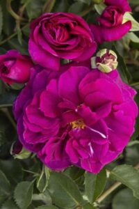 Rose 'Eau do Parfum Berry'