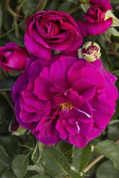 Rose 'Eau do Parfum Berry'