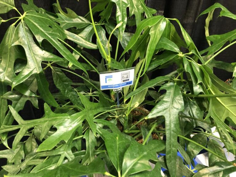 Schefflera ‘Cayman’ (ForemostCo)