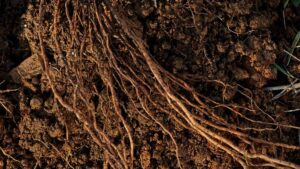 Wilbur-Ellis Receives Registration of Fungicide-Bactericide for Use in Specialty Crops