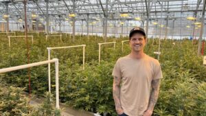 How You Can Transition From Greenhouse Tomatoes to Cannabis with Minimal Budget and Footprint