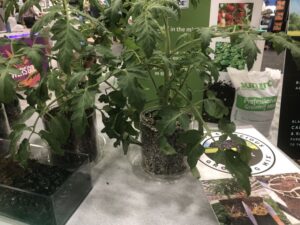 SunShine Black Bear (Sun Gro Horticulture)