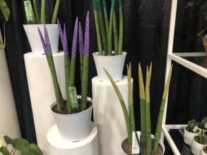 Top-Line Sansevieria (Deroose Plants)